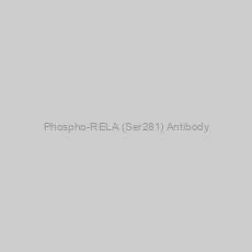 Image of Phospho-RELA (Ser281) Antibody